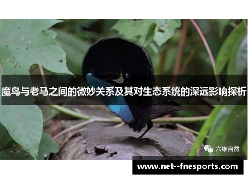 魔鸟与老马之间的微妙关系及其对生态系统的深远影响探析